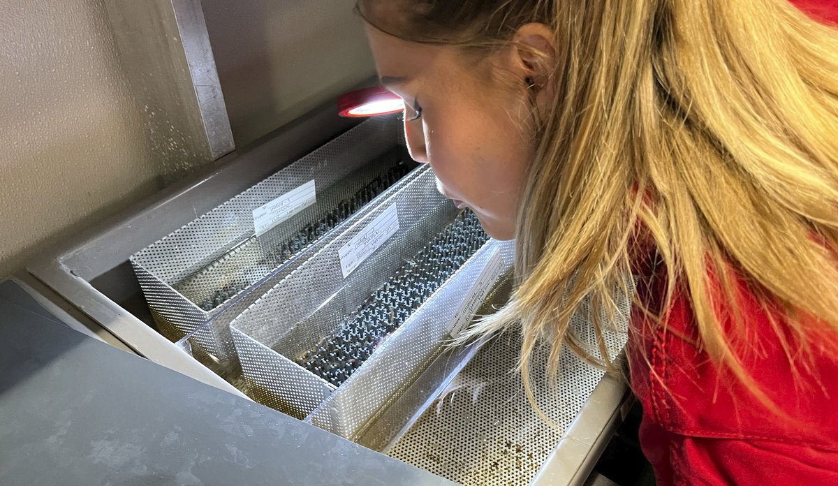 
Mari lyser etter nyklekte CRISPR-lakselarver i klekkeriet på Matre.