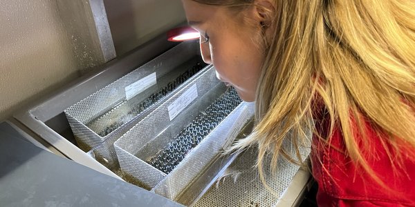 

Mari lyser etter nyklekte CRISPR-lakselarver i klekkeriet på Matre.