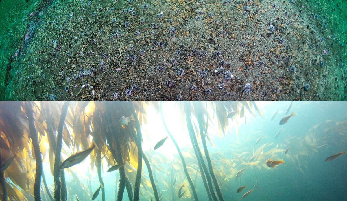 
Tette bestander av kråkeboller på nedbeitet bunn (øverst, foto: Erling Svensen/Havforskningsinstituttet), rik skogdannende tare med småfisk (Havforskninginstituttet)
