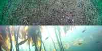 Tette bestander av kråkeboller på nedbeitet bunn (øverst, foto: Erling Svensen/Havforskningsinstituttet), rik skogdannende tare med småfisk (Havforskninginstituttet)