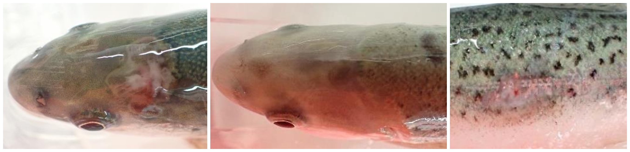 Kollasj som viser skadar perlesnormanet har påført fisk.