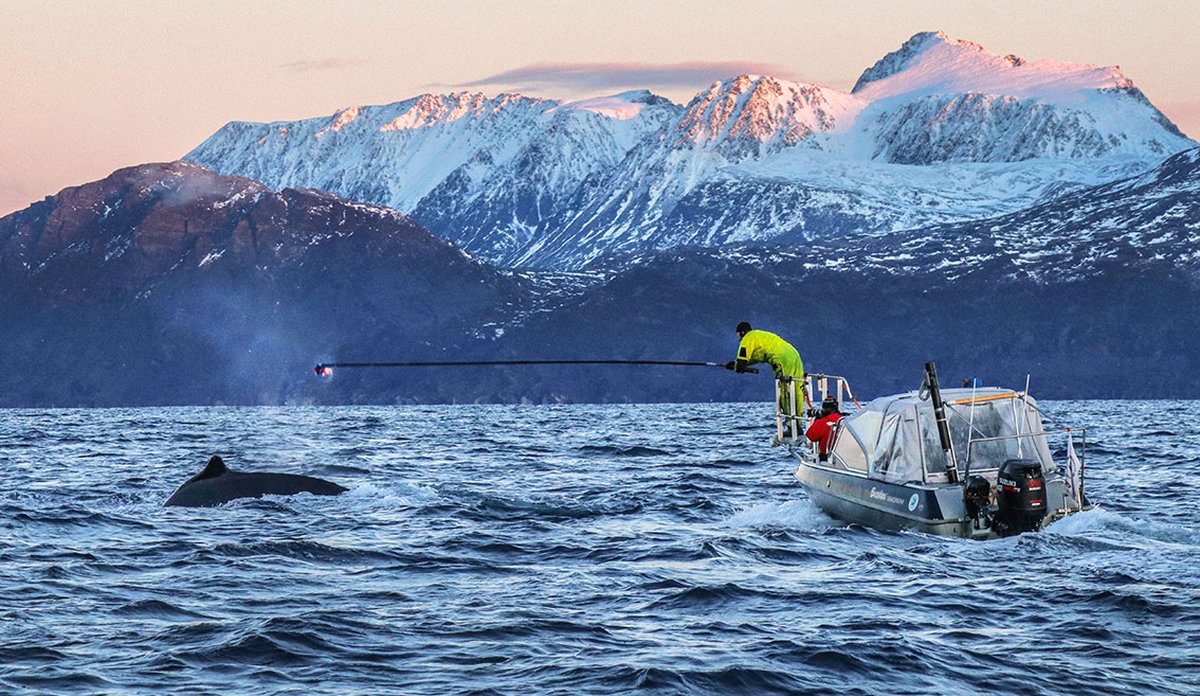 Knølhval merkes med kameramerke