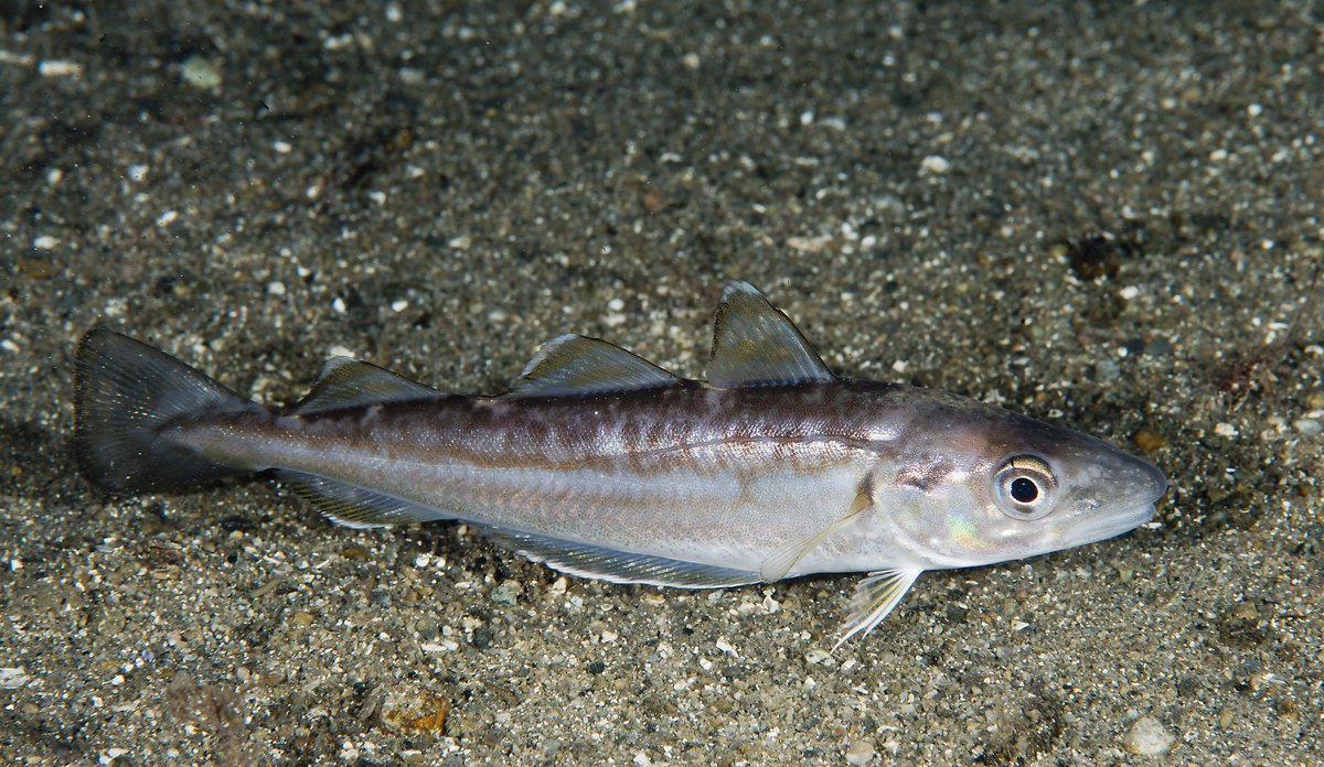 Merlangius merlangus 30 11 2013