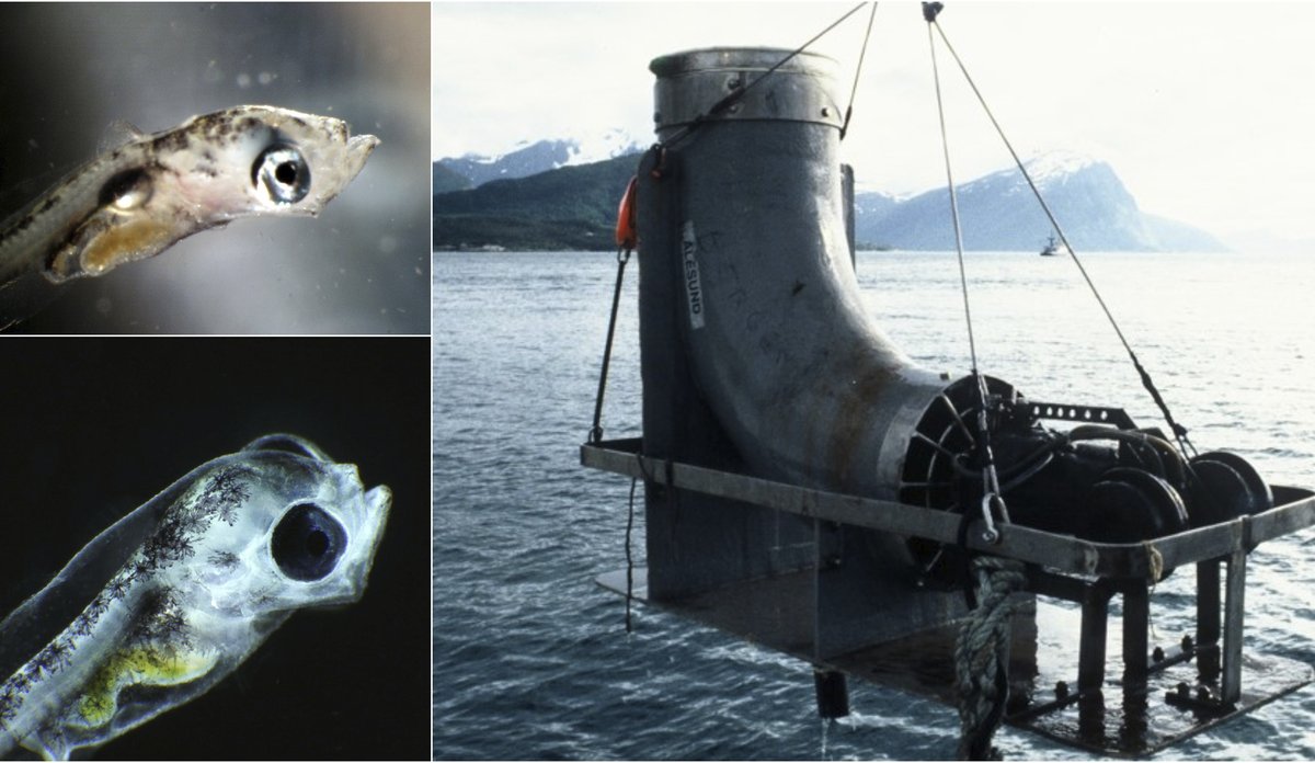 
Montasje med to bilder av torskelarver og et stort bilde av metallrøret som ble kalt Hufsa