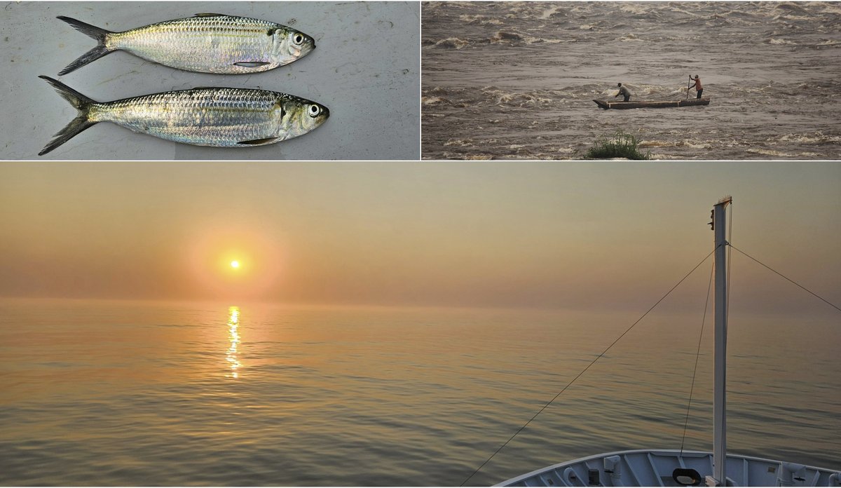 
En montasje av tre bilder. Øverst til venstre ser vi to sardinlignende fisk av arten sardinella. Øverst til høyre manøvrerer to menn en kano i en elv med voldsomme stryk. Nederst ser vi så vidt baugen på et skip mot en bakgrunn av stille hav og gul sol med en rødglødende ring i disen. Bildet er tatt utenfor kysten av Angola.