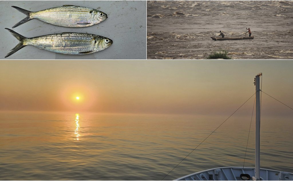 En montasje av tre bilder. Øverst til venstre ser vi to sardinlignende fisk av arten sardinella. Øverst til høyre manøvrerer to menn en kano i en elv med voldsomme stryk. Nederst ser vi så vidt baugen på et skip mot en bakgrunn av stille hav og gul sol med en rødglødende ring i disen. Bildet er tatt utenfor kysten av Angola.