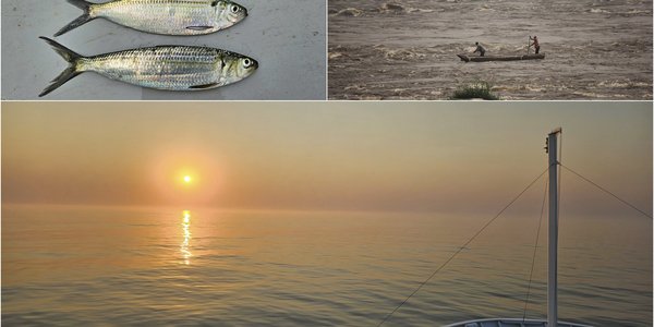 

En montasje av tre bilder. Øverst til venstre ser vi to sardinlignende fisk av arten sardinella. Øverst til høyre manøvrerer to menn en kano i en elv med voldsomme stryk. Nederst ser vi så vidt baugen på et skip mot en bakgrunn av stille hav og gul sol med en rødglødende ring i disen. Bildet er tatt utenfor kysten av Angola.