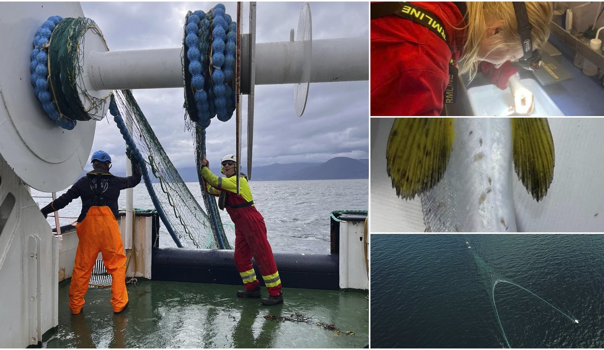 
Montasje av fire bilder. 1: To menn jobber med trålvinsjen. En er vendt mot oss, den andre fra oss. Fjord og fjell i bakgrunnen. 2: Nærbilde av forsker med hodelykt som teller lus på laben om bord. 3: Close-up av finneområdet hos en laks, der vi ser tydelig lusepåslag. 4: Dronebilde av trålslep i vannet.