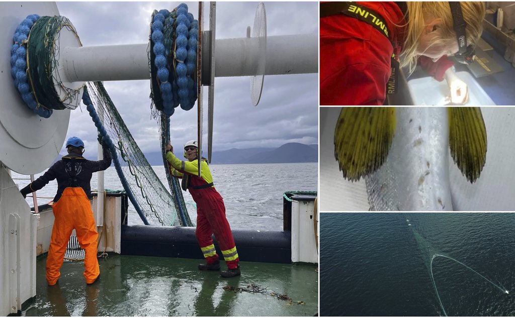 Montasje av fire bilder. 1: To menn jobber med trålvinsjen. En er vendt mot oss, den andre fra oss. Fjord og fjell i bakgrunnen. 2: Nærbilde av forsker med hodelykt som teller lus på laben om bord. 3: Close-up av finneområdet hos en laks, der vi ser tydelig lusepåslag. 4: Dronebilde av trålslep i vannet.