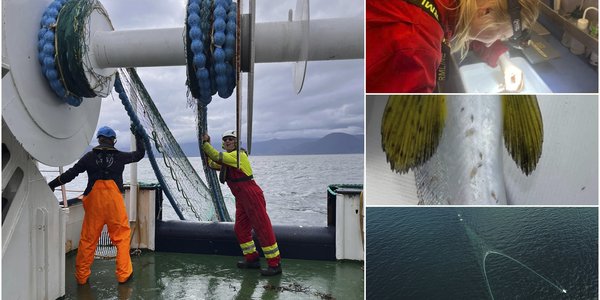 

Montasje av fire bilder. 1: To menn jobber med trålvinsjen. En er vendt mot oss, den andre fra oss. Fjord og fjell i bakgrunnen. 2: Nærbilde av forsker med hodelykt som teller lus på laben om bord. 3: Close-up av finneområdet hos en laks, der vi ser tydelig lusepåslag. 4: Dronebilde av trålslep i vannet.
