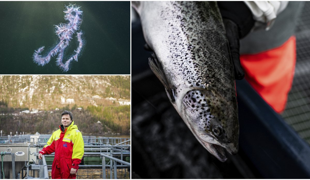 
Montasje med tre bilder. Mann i kjeledress på merd. Perlesnormanet i havet. En død laks. 