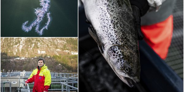 

Montasje med tre bilder. Mann i kjeledress på merd. Perlesnormanet i havet. En død laks. 