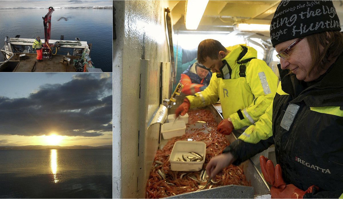 
Kollasj av tre bilder: lav sol over fjorden, sortering av fangst og reketrål i fart.