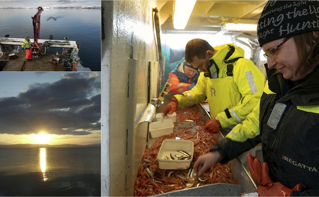 Kollasj av tre bilder: lav sol over fjorden, sortering av fangst og reketrål i fart.