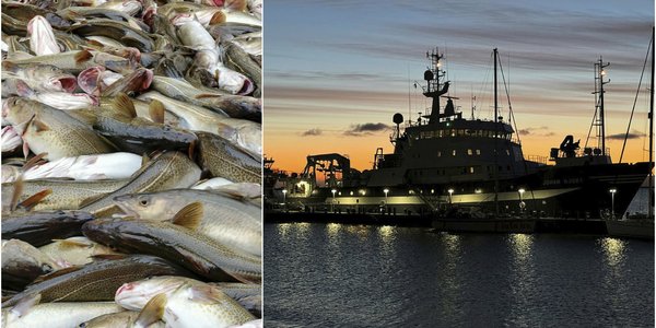 

Her ser du en montasje av torskefangst fra Barentshavet og havnemiljø på Svalbard i kveldssol