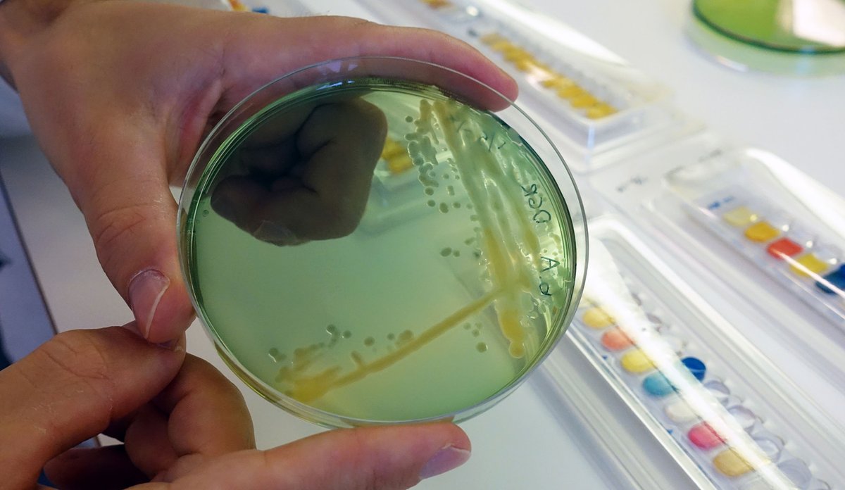 
petriskål med multiresistente bakterier