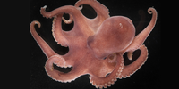 

En åttearmet blekksprut med rødlig farge mot en svart bakgrunn