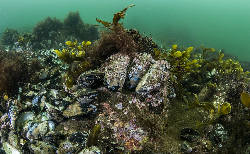 Undervannsbilde av blåskjell som vokser på stein
