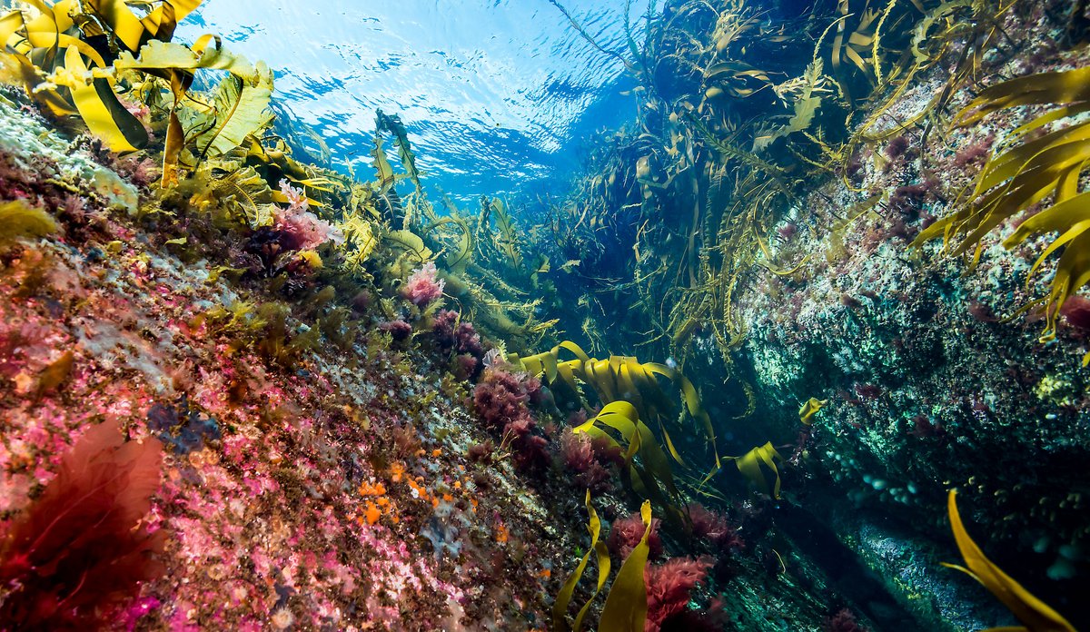 
Bilde tatt av natur like under havoverflaten. Det viser ulike arter som vokser på berget i rosa-røde farger og litt tare. Øverst skinner lyset gjennom overflaten.