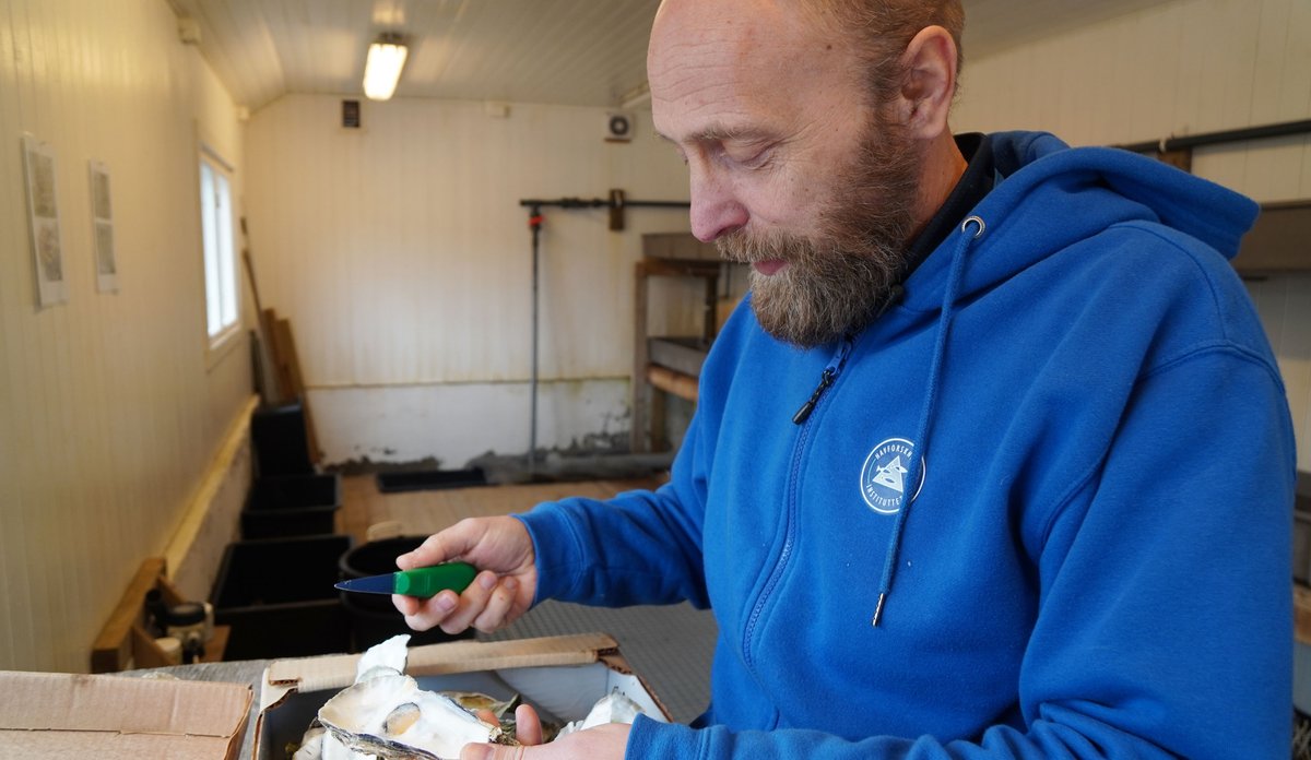 
Bilde av forsker Lars Johan Naustvoll som undersøker stillehavsøsters