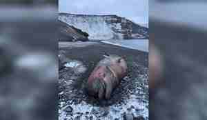 hvalkadaver på vulkansk strand med snø