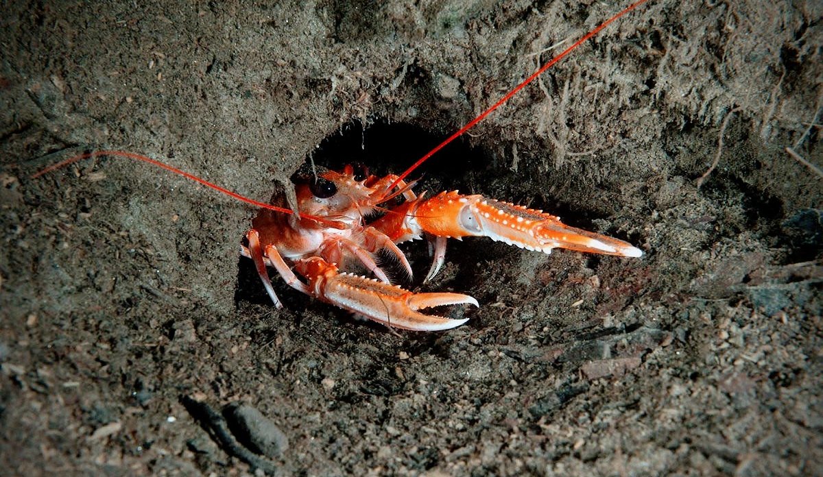 
foto av kreps som titter ut av hullet sitt