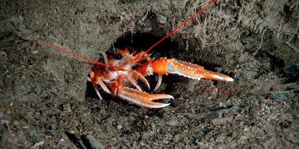 

foto av kreps som titter ut av hullet sitt