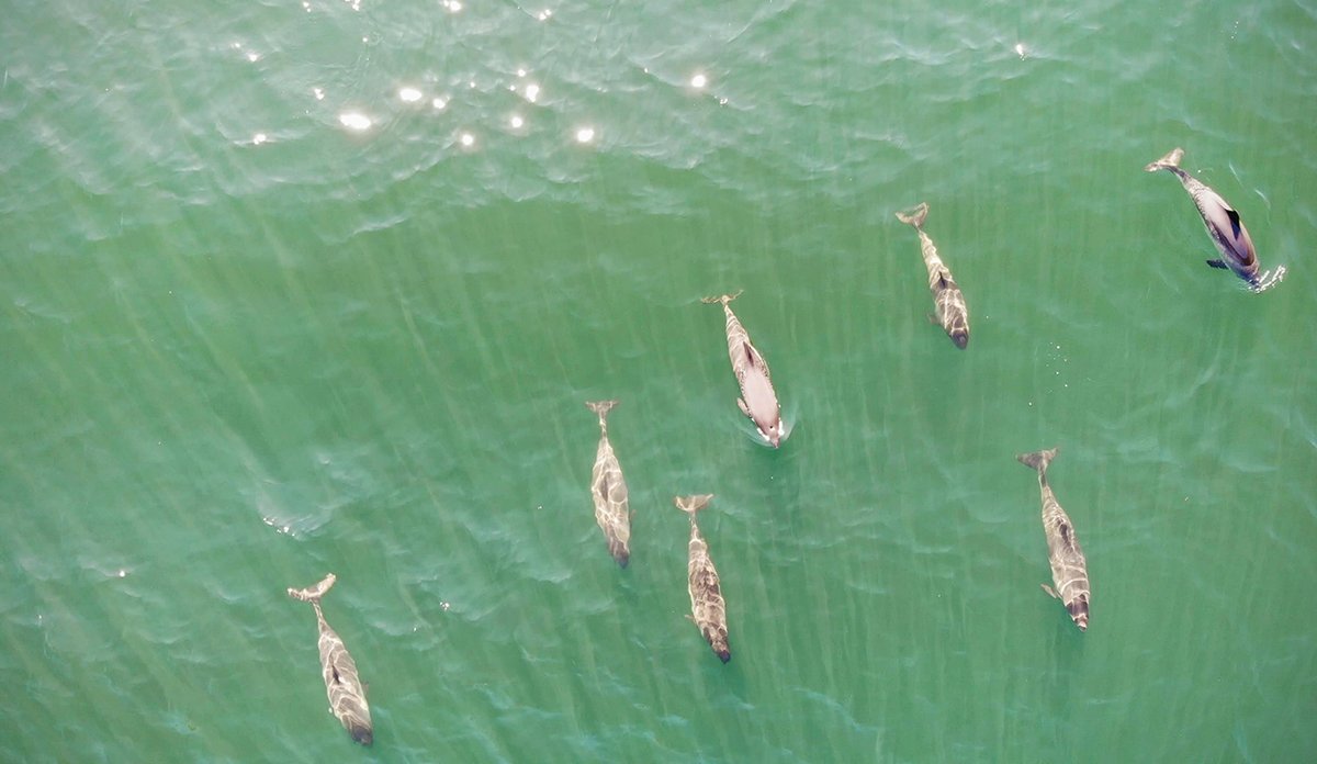 
The harbour porpoise is a small cetacean of about 1.5 meters