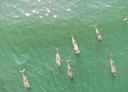 The harbour porpoise is a small cetacean of about 1.5 meters