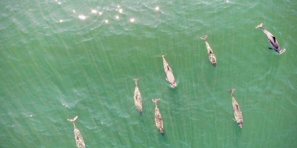 

The harbour porpoise is a small cetacean of about 1.5 meters