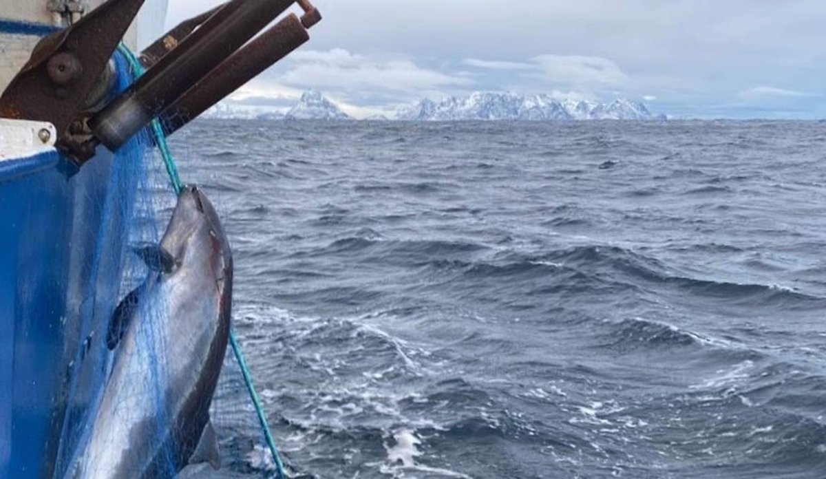 
Nise fanget i fiskegarn er på vei opp fra sjøen og om bord i en fiskebåt