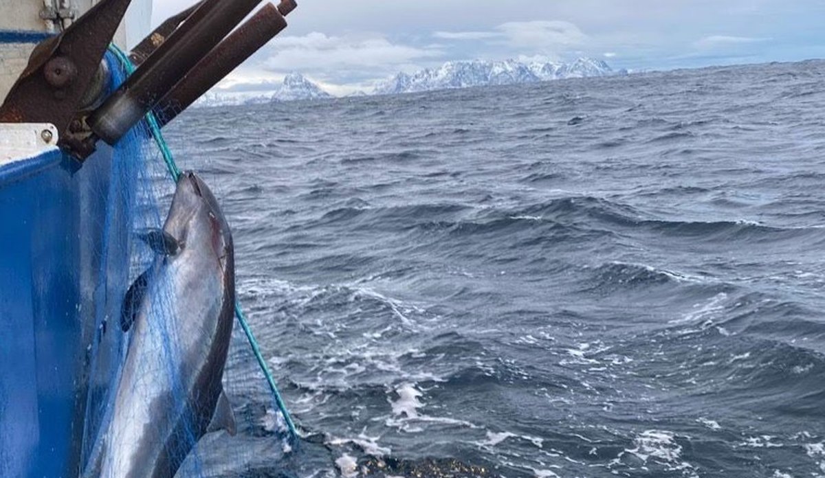 
båt på sjøen med en nise fanget i fiskegarn - garnet henger langs skutesiden