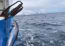 båt på sjøen med en nise fanget i fiskegarn - garnet henger langs skutesiden