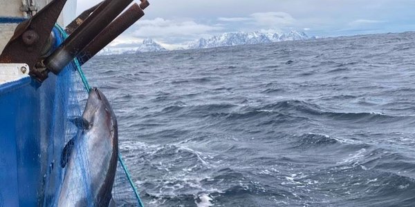 

båt på sjøen med en nise fanget i fiskegarn - garnet henger langs skutesiden