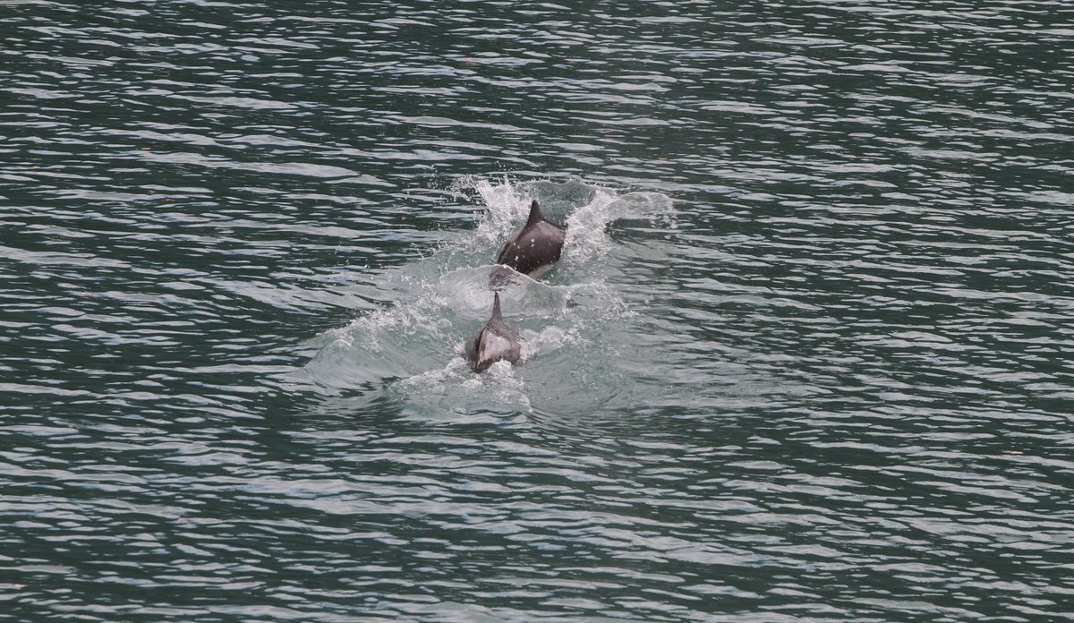 
To niser som jager fisk i Lusterfjorden