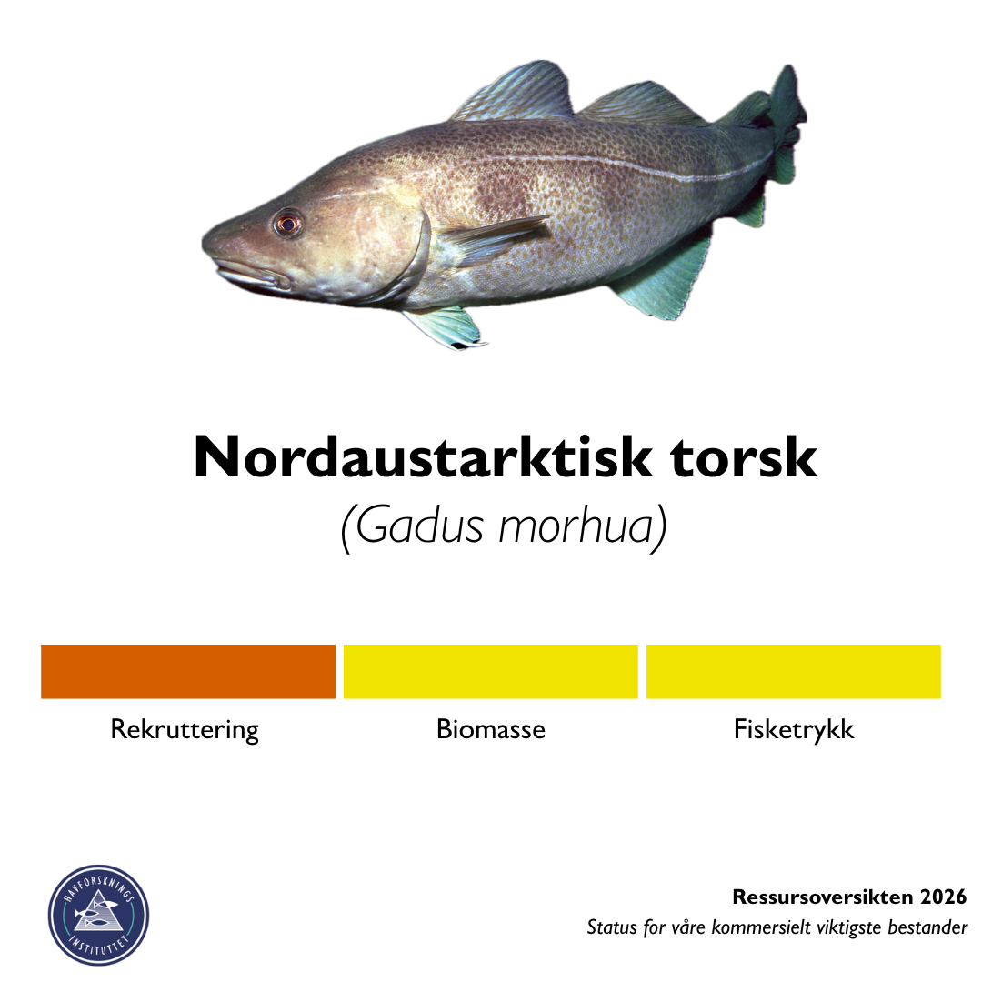 Bilde er en sammenstilling av flere element. Det viser en torsk, og teksten nordøstarktisk torsk. Under torsken er tre farga rubrikker ved siden av hverandre. Den første er for rekruttering, og viser at hos skrei er denne på rødt nivå. Den andre biomasse, og denne er på gult nivå. Den tredje er fisketrykket, som også er på gult nivå.
