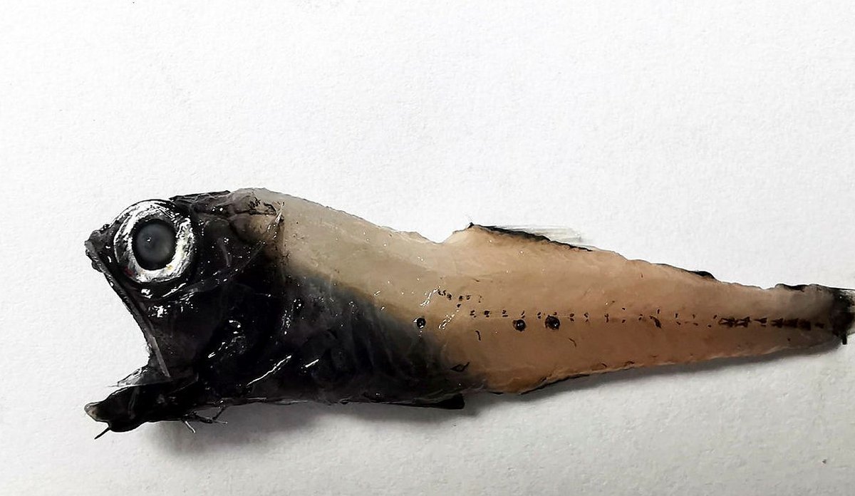
Nordlig lysprikkfisk kroppet