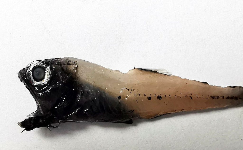 Nordlig lysprikkfisk kroppet