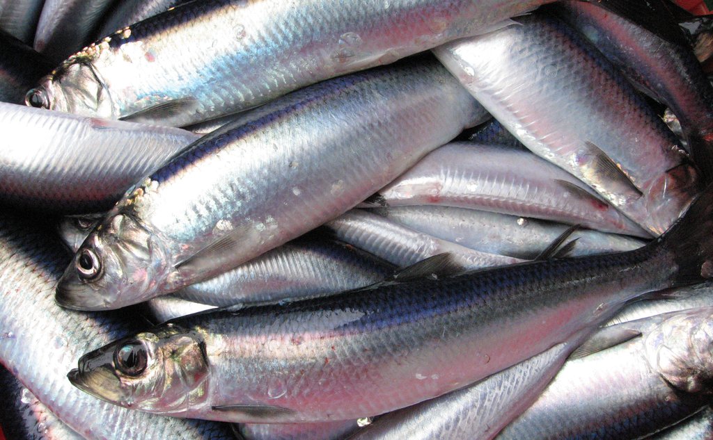 En haug med små sølvfarget fisk