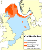 Cod North Sea