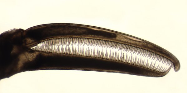 Nymphon elegans chelae med fingre