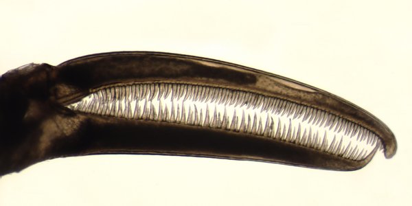 

Nymphon elegans chelae med fingre