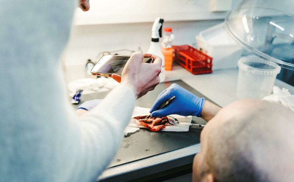 Nærbilde av obduksjon av laksesmolt. En hånd med blå plasthanske holder en skalpell, og vi ser en arm i hvit laboratoriefrakk.