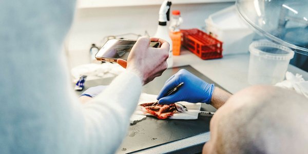 

Nærbilde av obduksjon av laksesmolt. En hånd med blå plasthanske holder en skalpell, og vi ser en arm i hvit laboratoriefrakk.