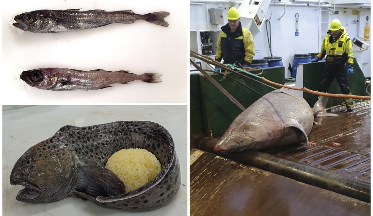 
Istorsk eller polartorsk? Kollasjen viser tre funn fra økosystemtoktet. Polartorsk og istorsk i et bilde, en steinbit som krøller halen rundt en eggball i et annet og til slutt en håkjerring