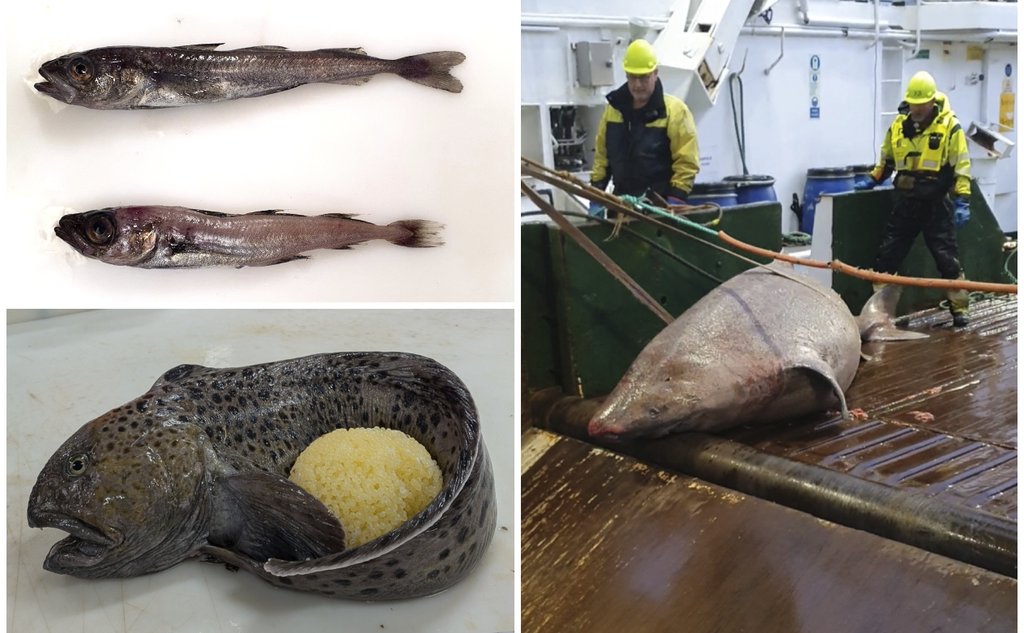 Istorsk eller polartorsk? Kollasjen viser tre funn fra økosystemtoktet. Polartorsk og istorsk i et bilde, en steinbit som krøller halen rundt en eggball i et annet og til slutt en håkjerring