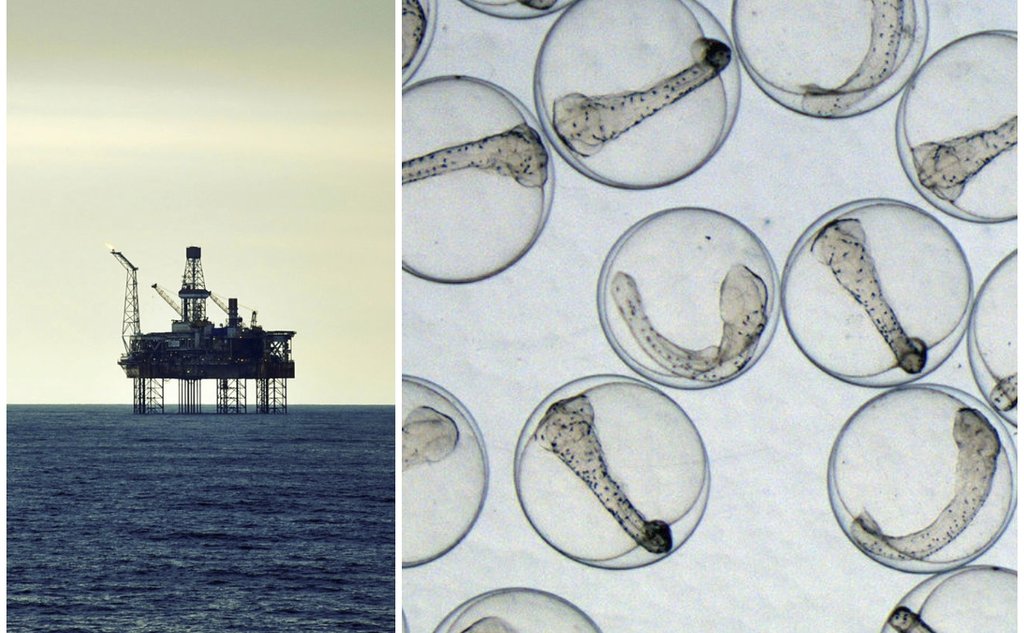 kollasj av en oljeplattform og mange fiskeegg