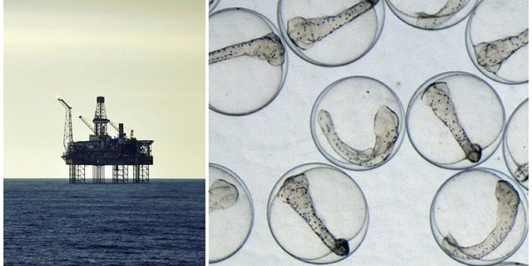 

kollasj av en oljeplattform og mange fiskeegg