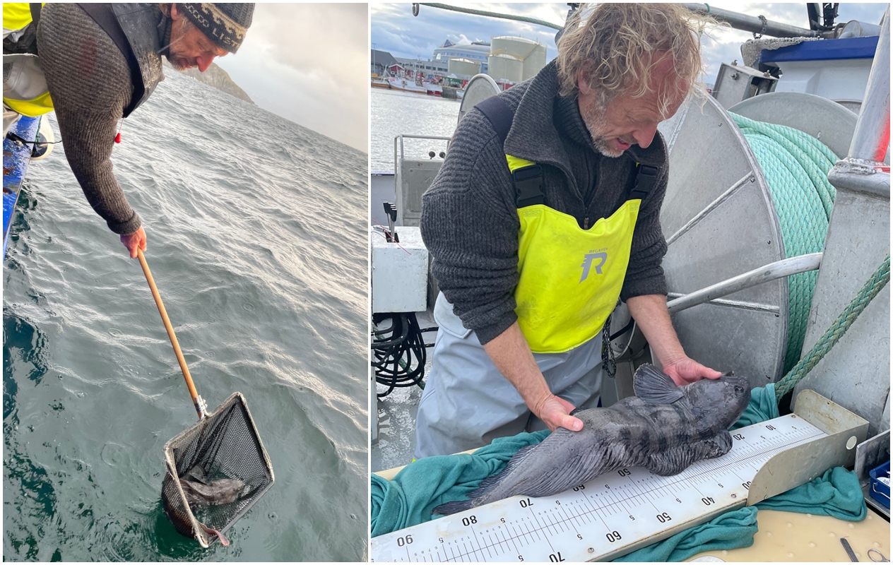 En kollasj som viser ein mann som fanger ein gråsteinbit med håv frå ein båt. Det andre bildet viser at han måler steinbiten på eit målebrett på dekk
