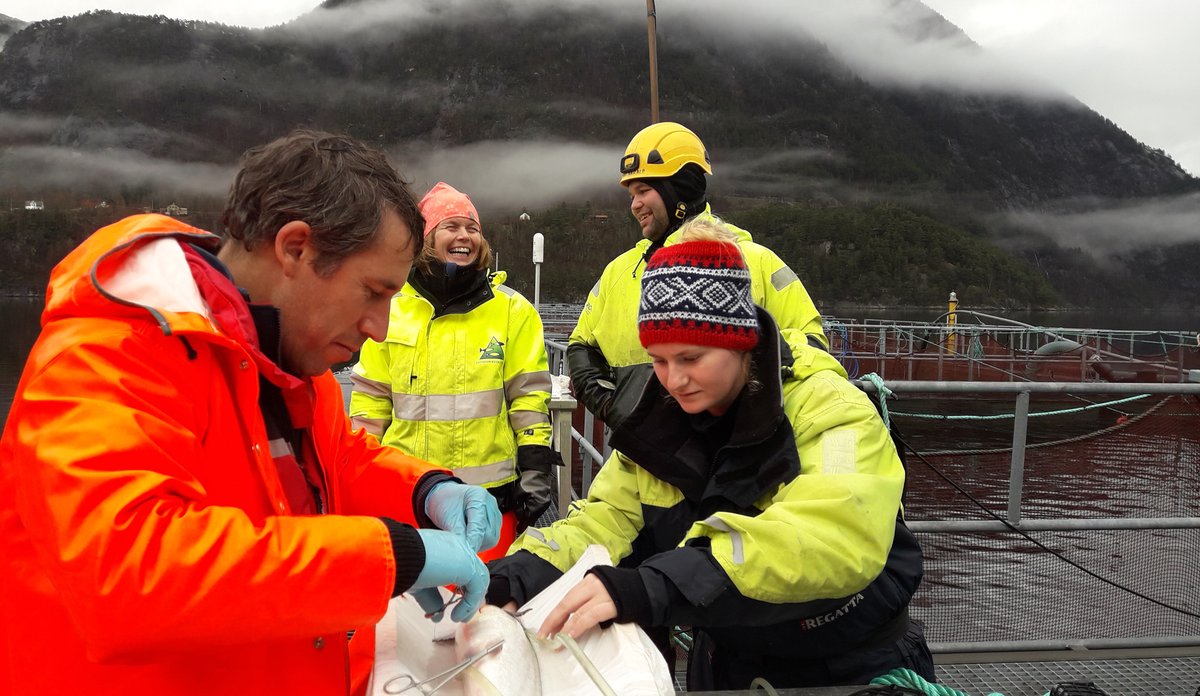 
Bilde av to personer som opererer en fisk 